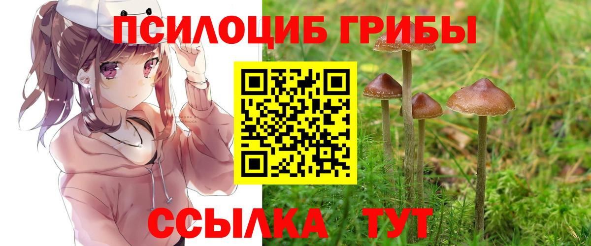 где купить наркоту  Галлюциногенные грибы мухоморы  Вход с VPN  Киселёвск  Псилоцибиновые грибы GOLDEN TEACHER 